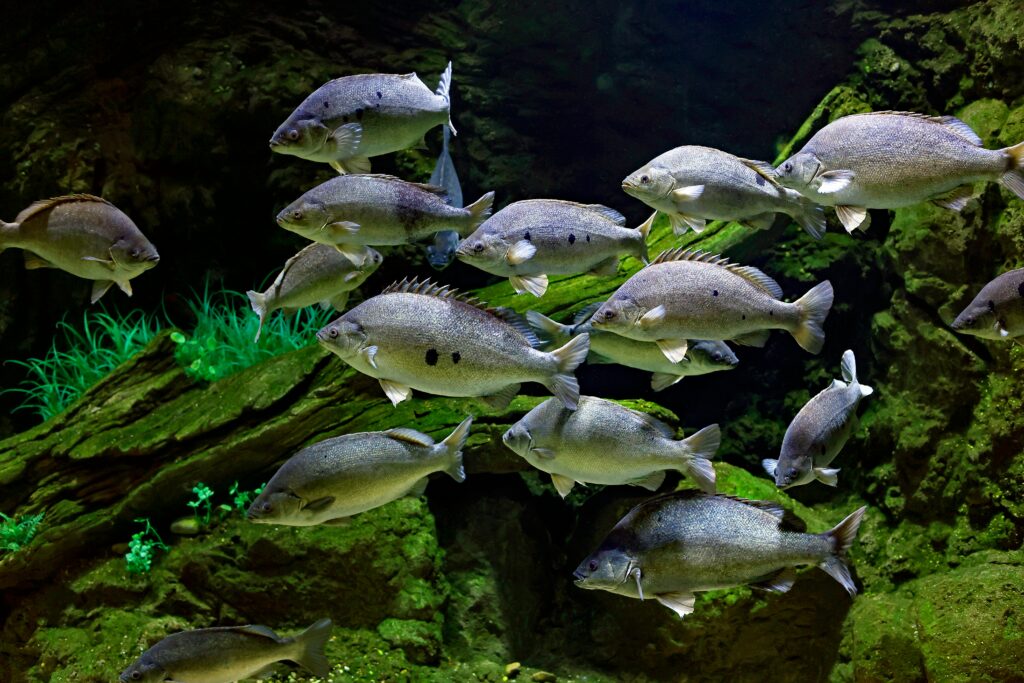 a school of freshwater fish swimming